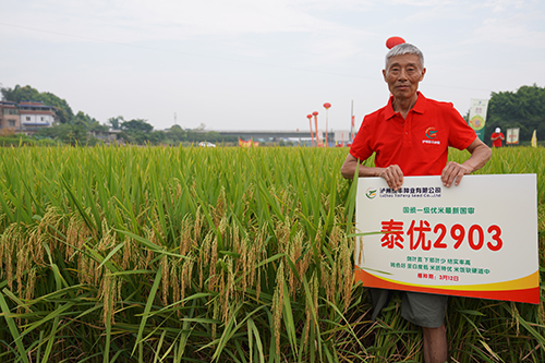 泰優(yōu)2903   四川省稻香杯一等獎(jiǎng)
